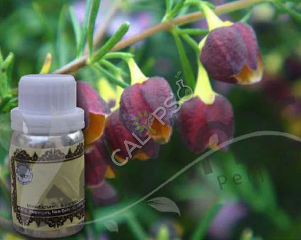 Boronia Borreza Floral Absolute Beneficio
